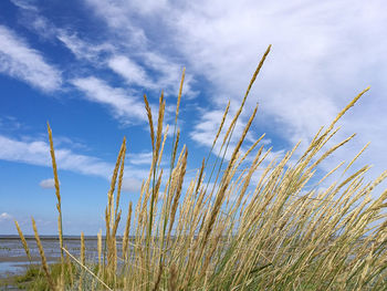 Low angle view of stalks in field against sky