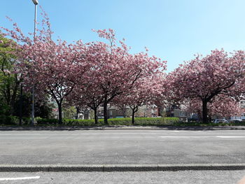 View of cherry blossom trees against clear sky