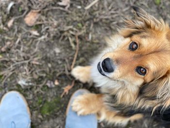Close-up portrait of a dog