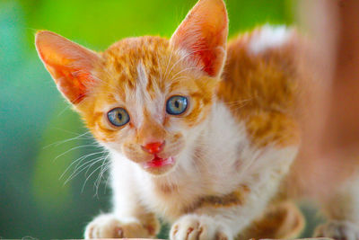 Close-up portrait of cat