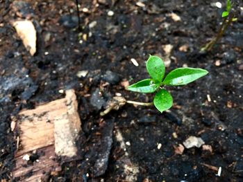 High angle view of small plant growing on field