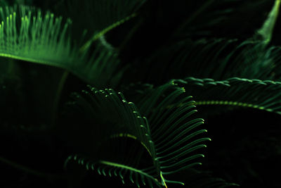 Dark green leaves in the garden. green leaf texture. nature abstract background. tropical forest. 