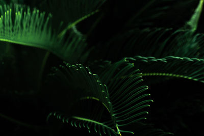Dark green leaves in the garden. green leaf texture. nature abstract background. tropical forest. 