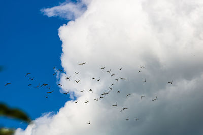 Low angle view of birds flying in sky