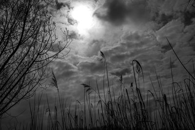 Low angle view of tall grass on field against sky