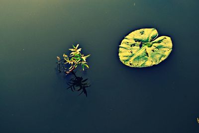 Plants growing on a tree