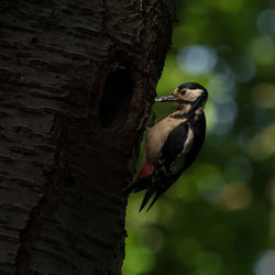 Close-up of bird perching on tree trunk