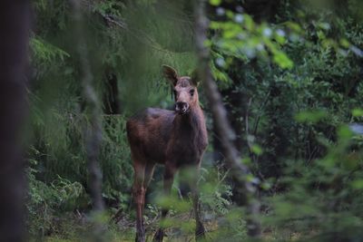 Portrait of deer standing in forest