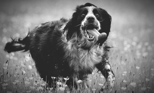 Portrait of dog on field against sky