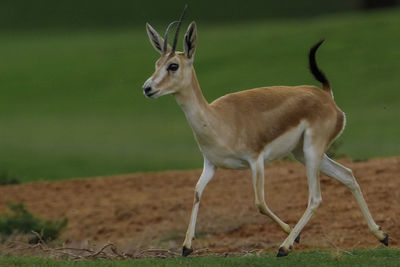 Deer standing on field