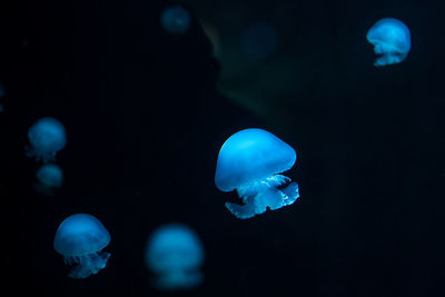 Close-up of jellyfish swimming in sea