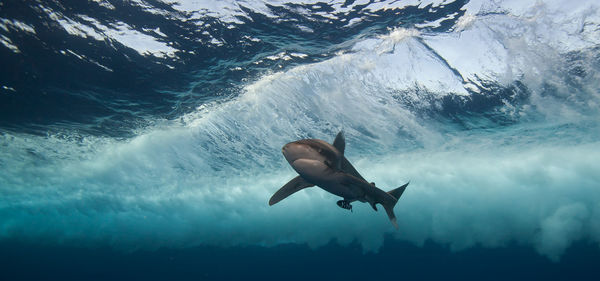 Shark swimming in sea