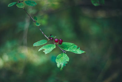 Close-up of berries on plant