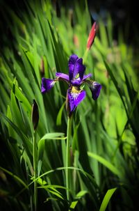 Close-up of purple siberian iris flower on field