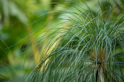 Close-up of grass growing on field