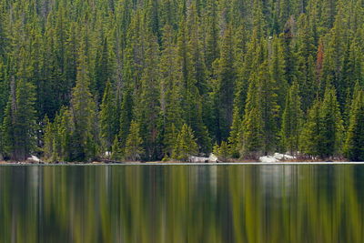 Scenic view of lake in forest
