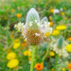 Close-up of flowers blooming outdoors