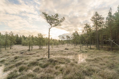 Viru raba or bog swamp at lahemaa national park in autumn