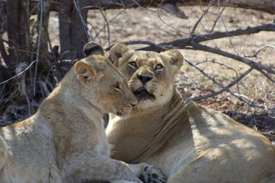 View of a lion