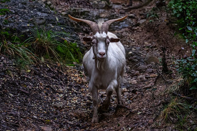 Wild goats of the portofino mountain