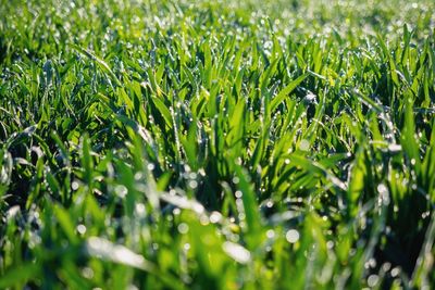 Full frame shot of wet grass