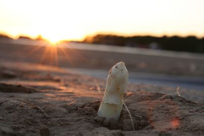 Close-up of driftwood on beach against sky during sunset