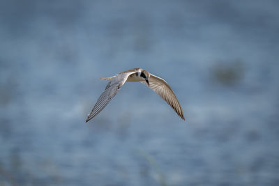 Bird flying against sky