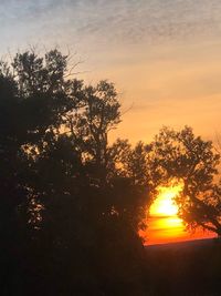 Silhouette trees against sky during sunset