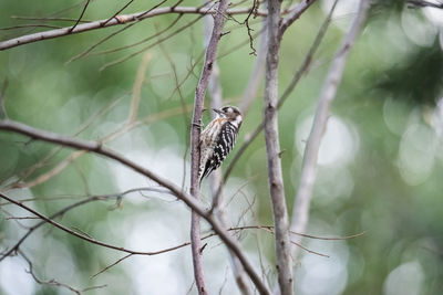 Bird perching on a tree