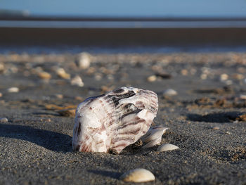 Close-up of shell on beach