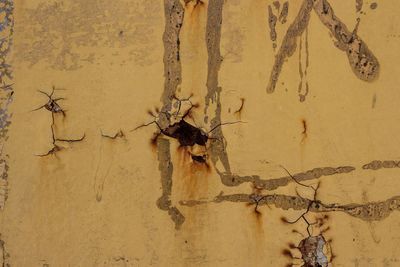 Close-up of an insect on wall