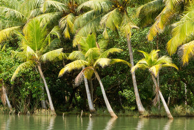 Palm trees by plants