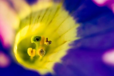 Macro shot of yellow flower