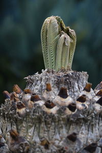 Close-up of plant on land