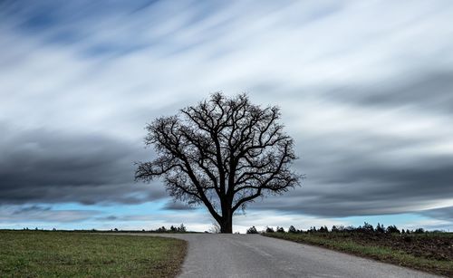 Bare tree by road on field against sky