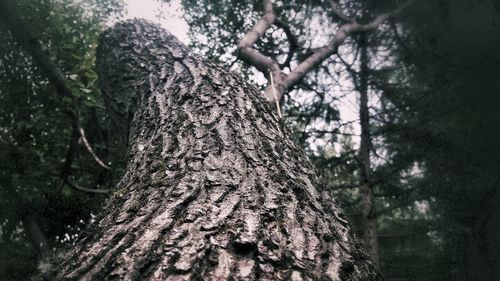 Low angle view of tree trunk in forest