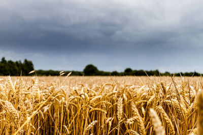 Wheat field against sky