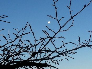 Low angle view of trees against clear blue sky