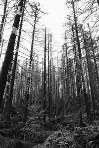 Low angle view of bamboo trees in forest