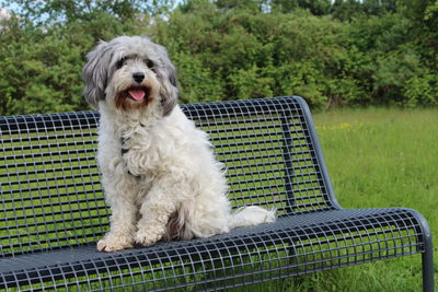Dog sitting on bench against trees
