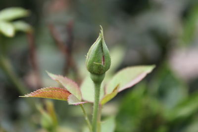 Close-up of plant leaves