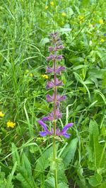Close-up of purple flowers blooming in field
