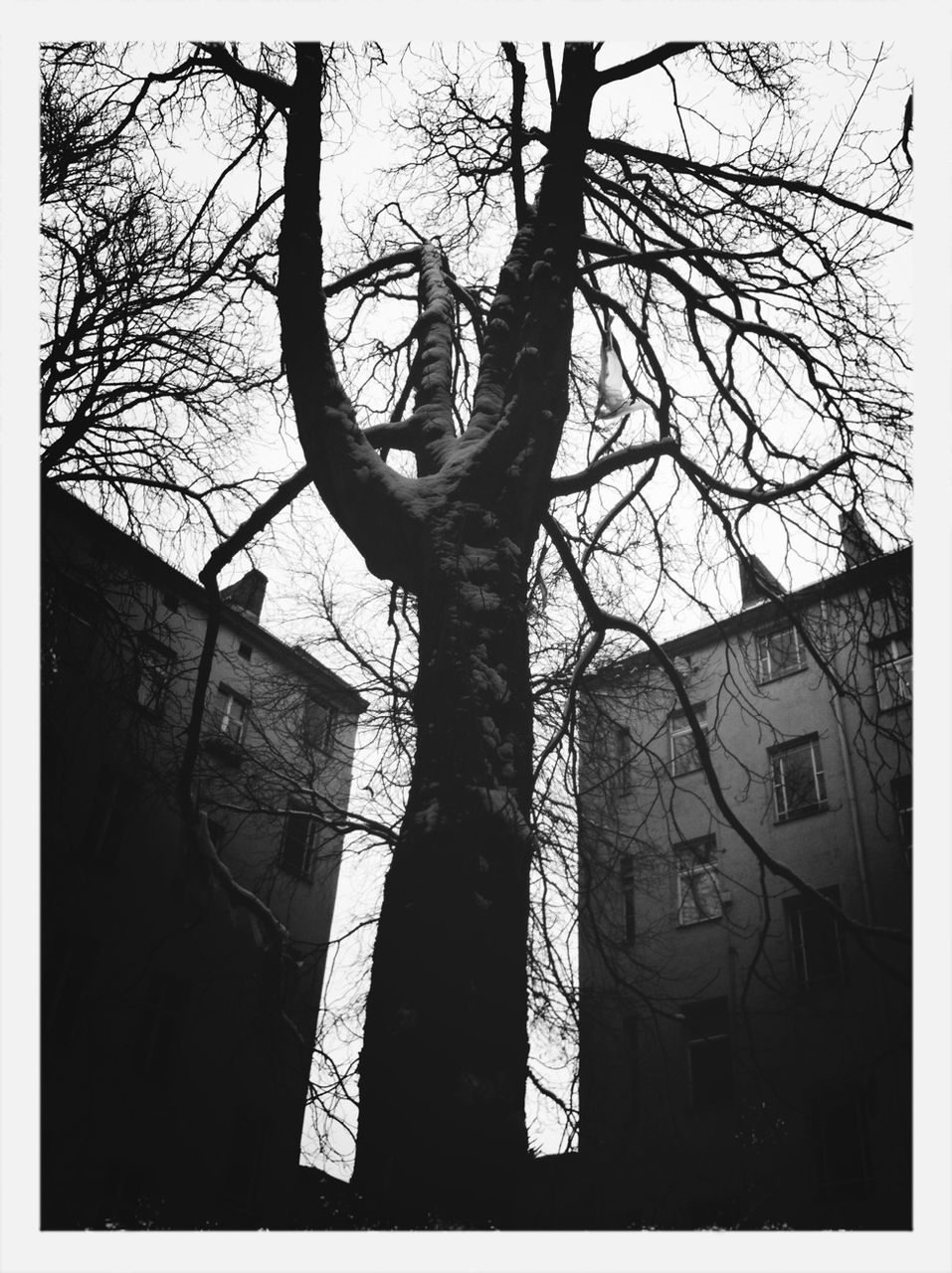 bare tree, building exterior, transfer print, architecture, built structure, tree, branch, auto post production filter, low angle view, sky, residential building, silhouette, building, residential structure, house, city, window, outdoors, day, no people