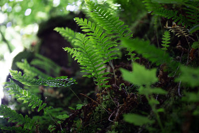 Close-up of fern leaves