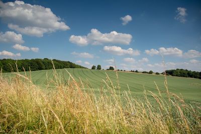 Scenic view of field against sky