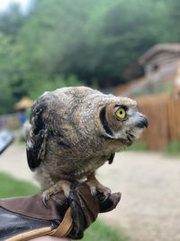 Close-up of a bird