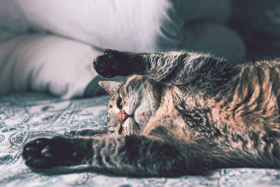 Cat lying on bed at home