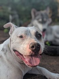 Close-up portrait of a dog