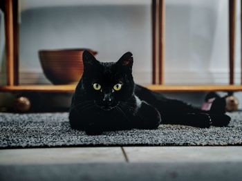 Portrait of black cat sitting at home