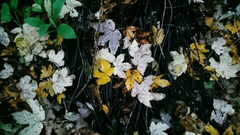 Leaves on field